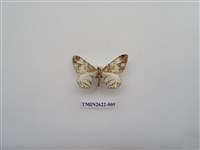 藏品(尺蛾142)的圖片